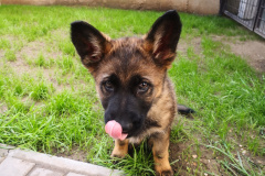 IMG_20210519_182658_1