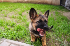 IMG_20210519_182658_2