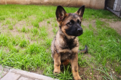 IMG_20210519_182701_1