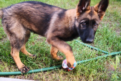 IMG_20210623_201823_BURST001_COVER